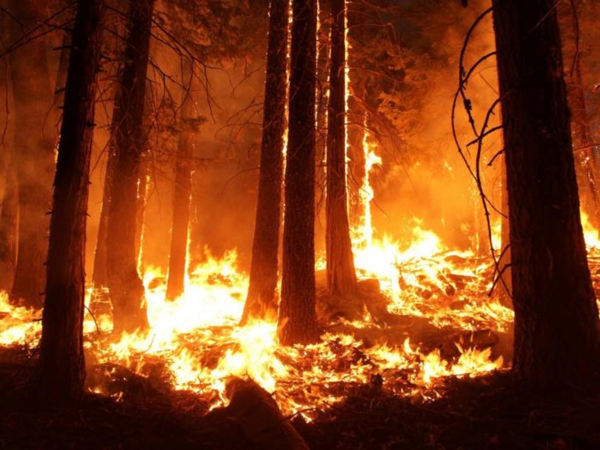 Breaking News: Canadian Province Battling Unprecedented Wildfires - Thousands Evacuated | CanadianWildfires | StateOfEmergency | ClimateChange | BreakingNews | Wildfires | BCWildfires |