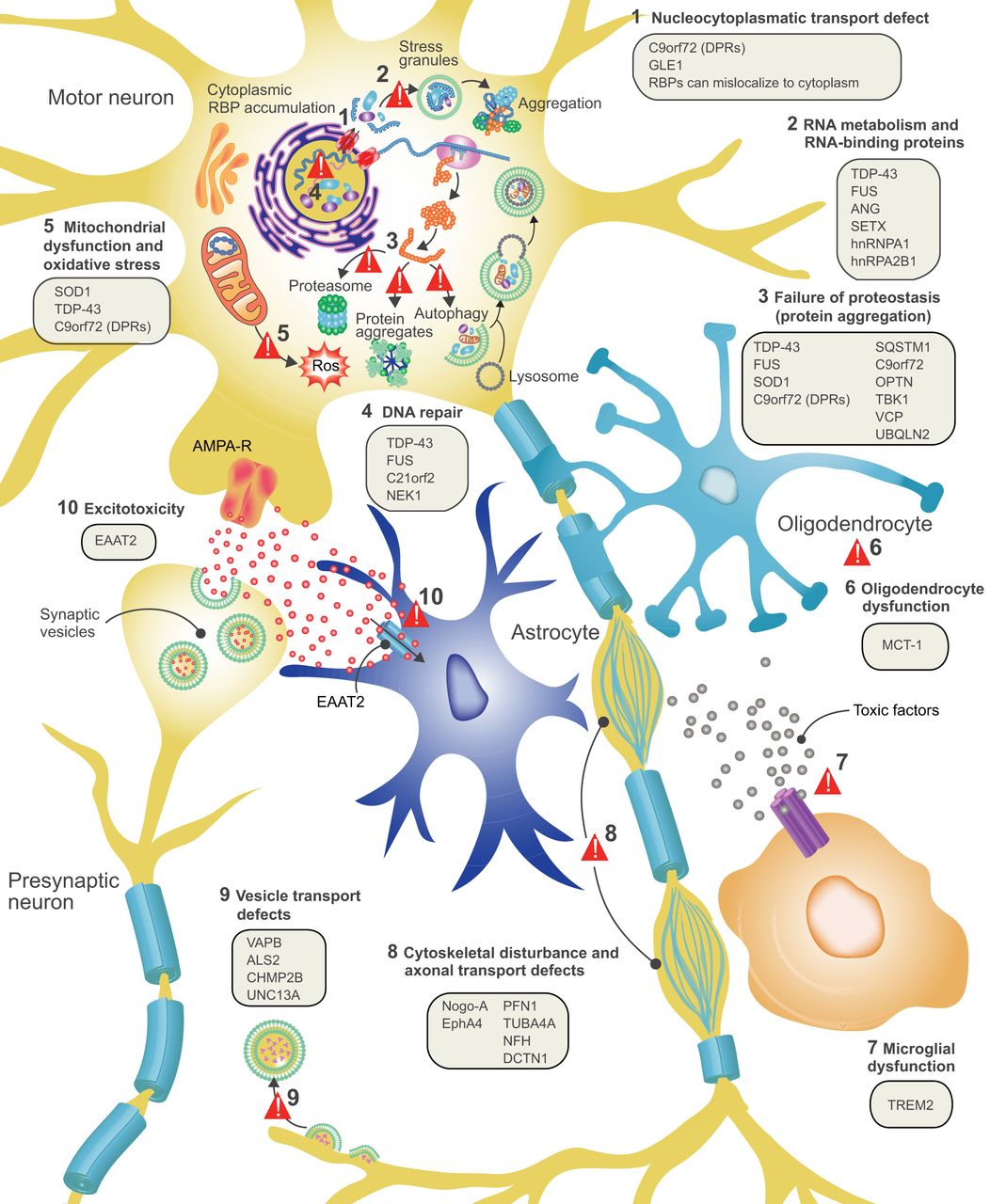 Cognizing Amyotrophic Lateral Sclerosis (ALS): Unveiling the Enigma of Lou Gehrig's Ailment and its Complexities 🧠💪 | LouGehrigsDisease |  NeurodegenerativeMysteries | ALSInsights | EmpathyForPatients | MedicalAdvancements |  NeurodegenerativeDiseases | ALSResearch | NeurologicalChallenges | NeuroScience | SupportingPatients | HealthAwareness | NeurologicalImpact |