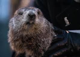GroundhogDay2025 | WinterWeather | PunxsutawneyPhil | SpringWait | SpringWait | WeatherFolklore | GroundhogDayVibes | GroundhogDayTradition | WeatherPrediction | SixMoreWeeksOfWinter | PunxsutawneyPA | GroundhogDayFestivities | Winter2025 |  GroundhogDayFun | GroundhogDayHistory | WeatherForecast | GroundhogDayCelebration | WinterSeason | GroundhogDayCulture  | GobblersKnob | WinterIsComing |